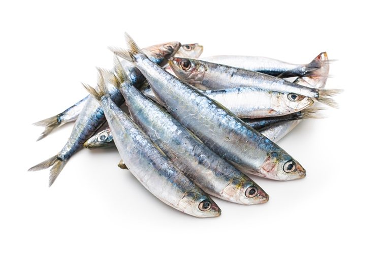 Sardinas